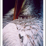 Pelikán